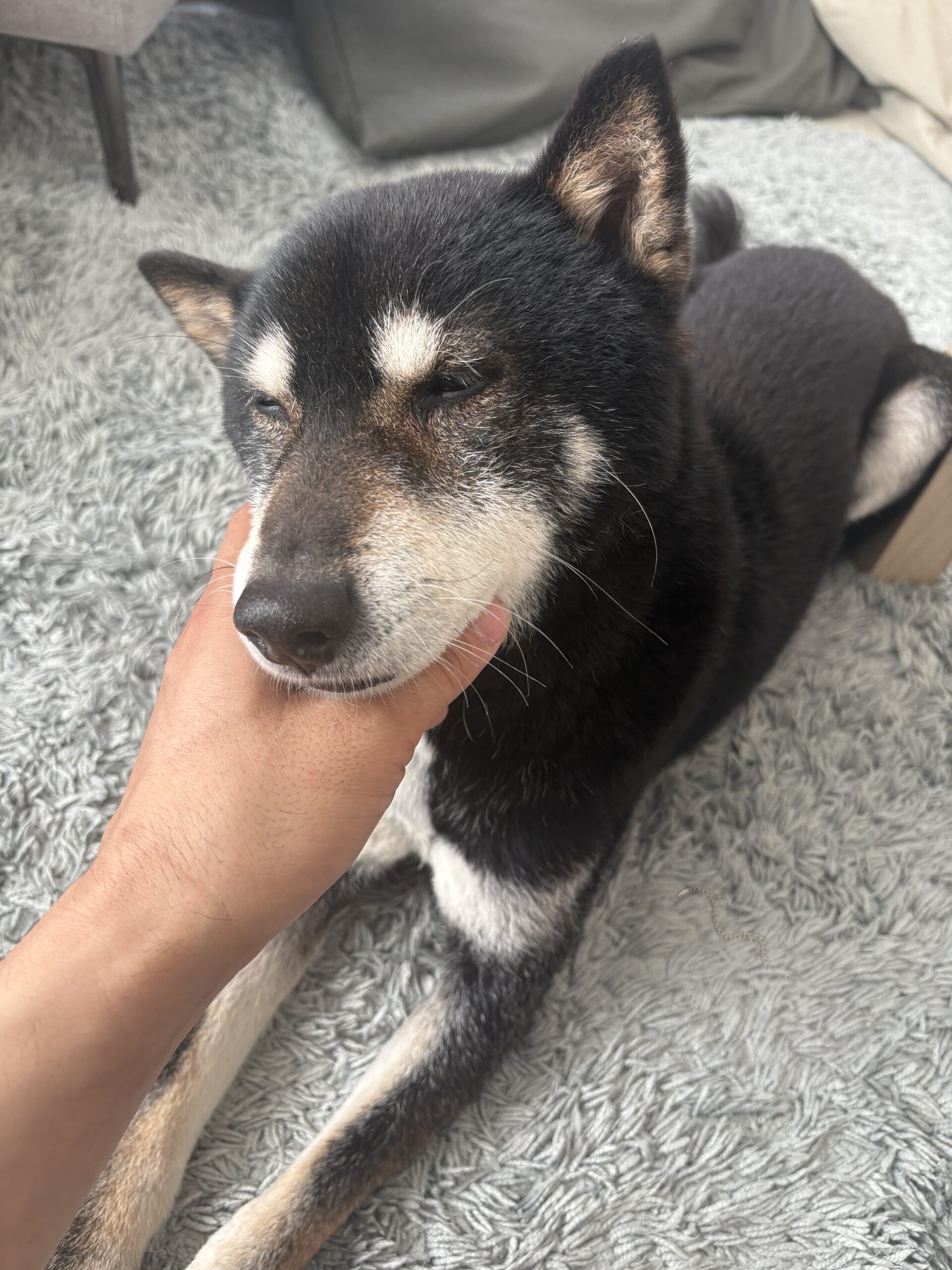 トラくんナデナデ