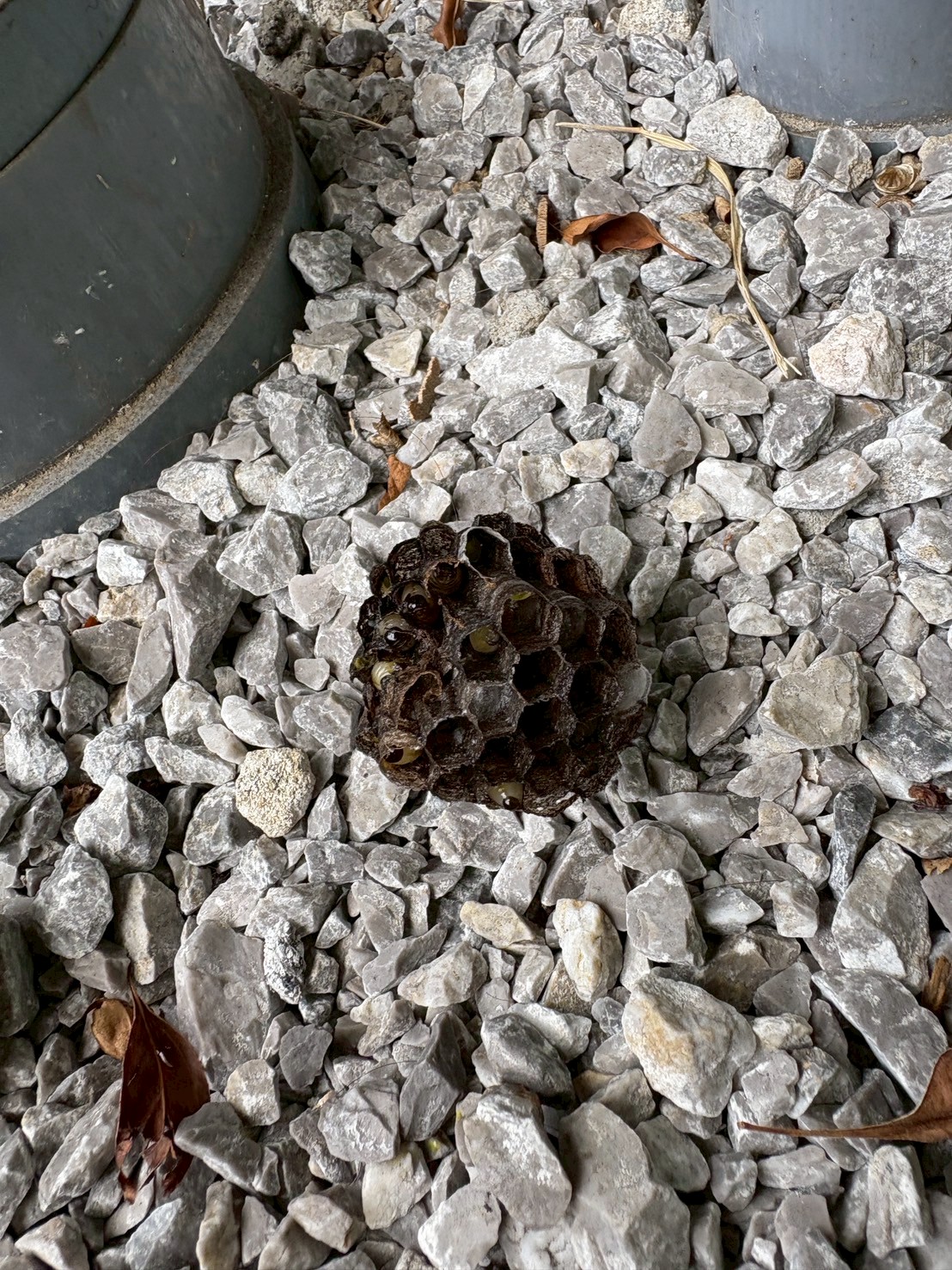 撤去した蜂の巣
