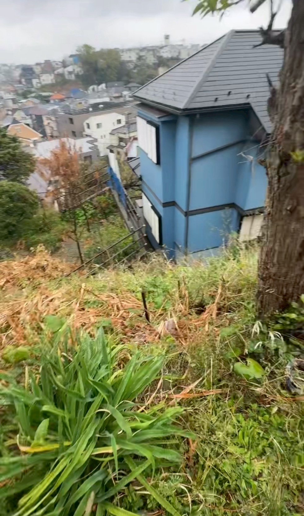草刈り前の状態