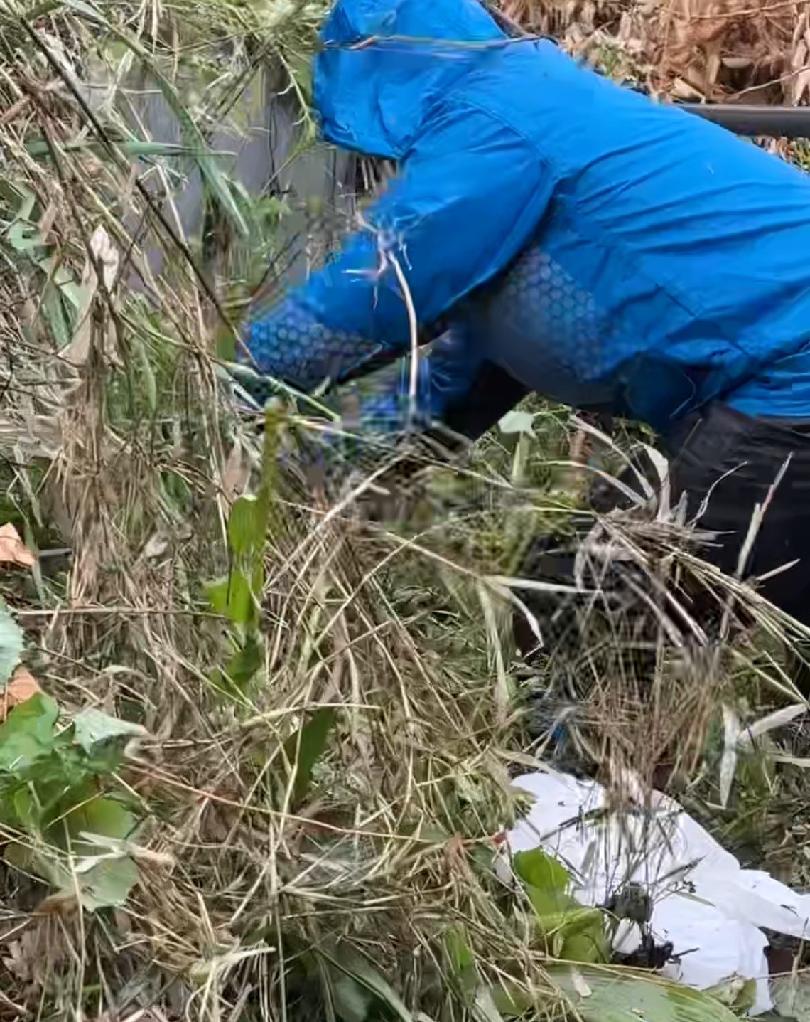 刈り取り作業中